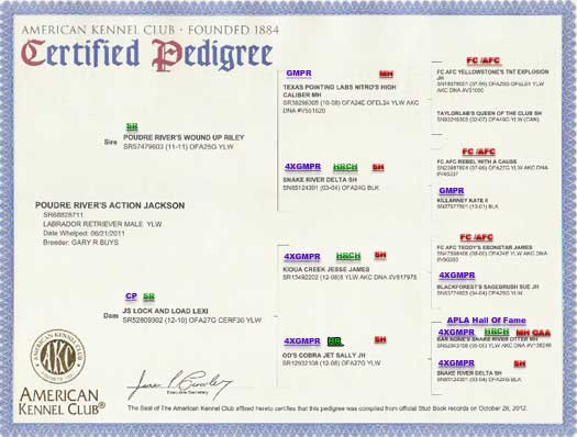 Jackson Pedigree